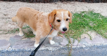 dominique pet sitter à ECQUEVILLY 78920_3