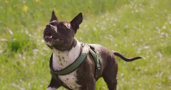 jennifer pet sitter à BREHAIN LA VILLE 54190