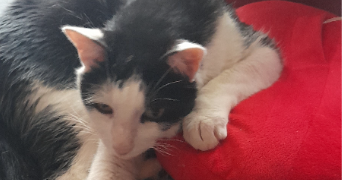 emilie pet sitter à ANDREZIEUX BOUTHEON 42160_4