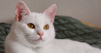emma pet sitter à Belbeuf 76240_1