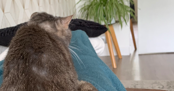 maelle pet sitter à LILLE 59000_3