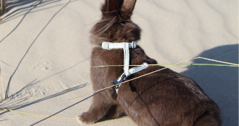 clarisse pet sitter à AMIENS 80000_4