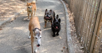 caroline pet sitter à Castagnier 06670_8