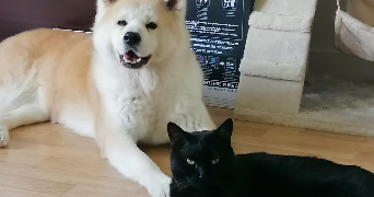 laura pet sitter à LES ESSARTS LE ROI 78690_0