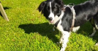 alicia pet sitter à COLOMIERS 31770_2