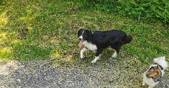 anais pet sitter à ALBERTVILLE 73200_3