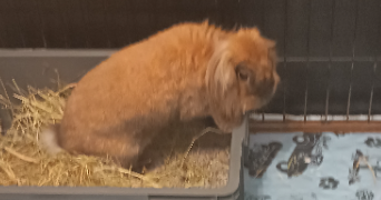 morgane pet sitter à SAUSHEIM 68390_10