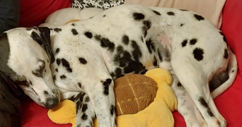 mélanie pet sitter à LOUVIERS 27400_5