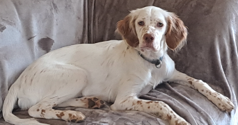 jean pierre pet sitter à PIBRAC 31820_15