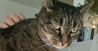 nawres pet sitter à CHANTILLY 60500_3