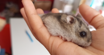 aurelia pet sitter à TOULOUSE 31000_7