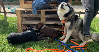 eloise pet sitter à PEROLS 34470_3