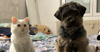 oceane pet sitter à MONTIGNY LES METZ 57950_3