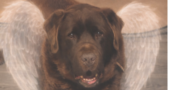 claire pet sitter à ST SYMPHORIEN SUR SAONE 21170_8