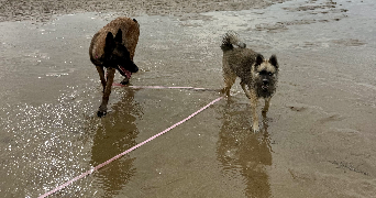 adeline pet sitter à TINQUEUX 51430_4
