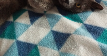 léa pet sitter à VALSERHONE 01200_0