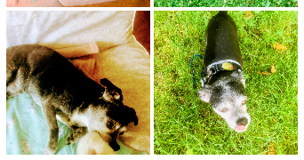 séverine  pet sitter à 59000 Lille 59000_6