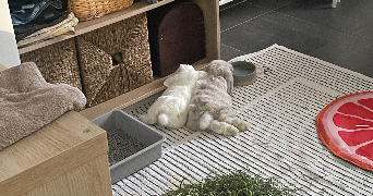 lou pet sitter à LA GARDE 83130_1