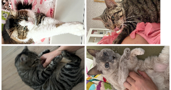 kamila pet sitter à ASNIERES SUR SEINE 92600_3