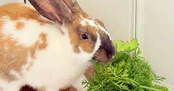 sophie pet sitter à HOERDT 67720_9