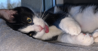 oceane pet sitter à LE MANS 72000_0