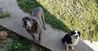 Sonja pet sitter à MASSY 91300_4