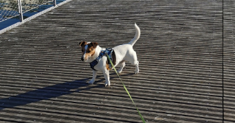 rosario pet sitter à MONTPELLIER 34080_1