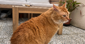 mary pet sitter à ROSNY SOUS BOIS 93110_1