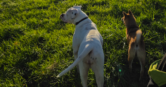 alex pet sitter à LIBOURNE 33500_5