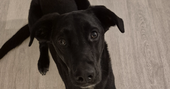 adam pet sitter à STRASBOURG 67000_0