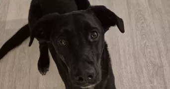 adam pet sitter à STRASBOURG 67000