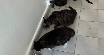 chloé pet sitter à CLAMART 92140_3