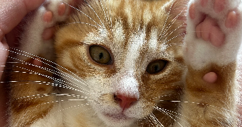 charlene pet sitter à ARQUES LA BATAILLE 76880_4