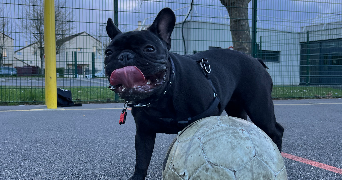 vincent pet sitter à LOGNES 77185_3