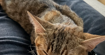 inès pet sitter à RENNES 35000_3
