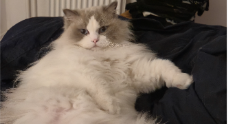 adelaïde pet sitter à Rambouillet 78120_7