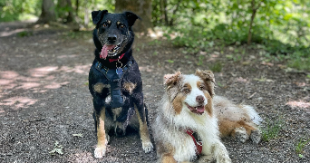 line pet sitter à GIF SUR YVETTE 91190_1