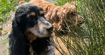 alyx pet sitter à NOUZONVILLE 08700_5