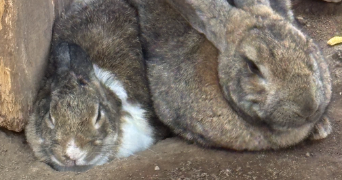 lirika pet sitter à GRESY SUR AIX 73100_3