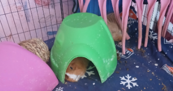 elilini pet sitter à FONTENAY SOUS BOIS 94120_9