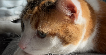 Melaina pet sitter à LA VERPILLIERE 38290_2