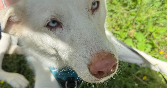 fatima pet sitter à STRASBOURG 67000_2