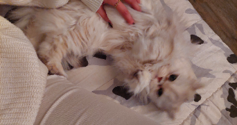 eurydice pet sitter à TOURS 37000_6