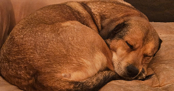pia pet sitter à MONTREUIL 93100_5