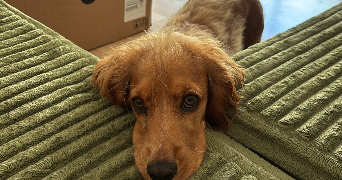 anna pet sitter à POITIERS 86000_1