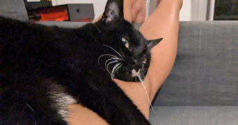 nada pet sitter à MERIGNAC 33700_2