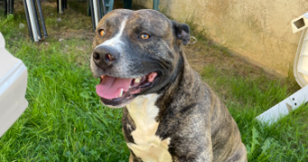 agathe pet sitter à MORSANG SUR ORGE 91390_2