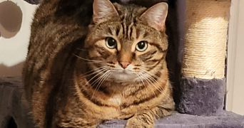 angelique pet sitter à FONTENAY TRESIGNY 77610_3