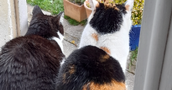 joëlle pet sitter à VIGNY 95450_3