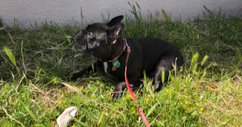 loriane pet sitter à NIMES 30000_2